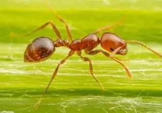 Fire Ant new — Texas Shield Pest Control