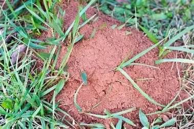 Fire ant mound — Texas Shield Pest Control