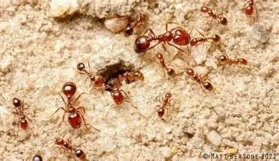 New fire ant pic — Texas Shield Pest Control
