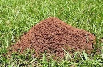 Fire ants — Texas Shield Pest Control
