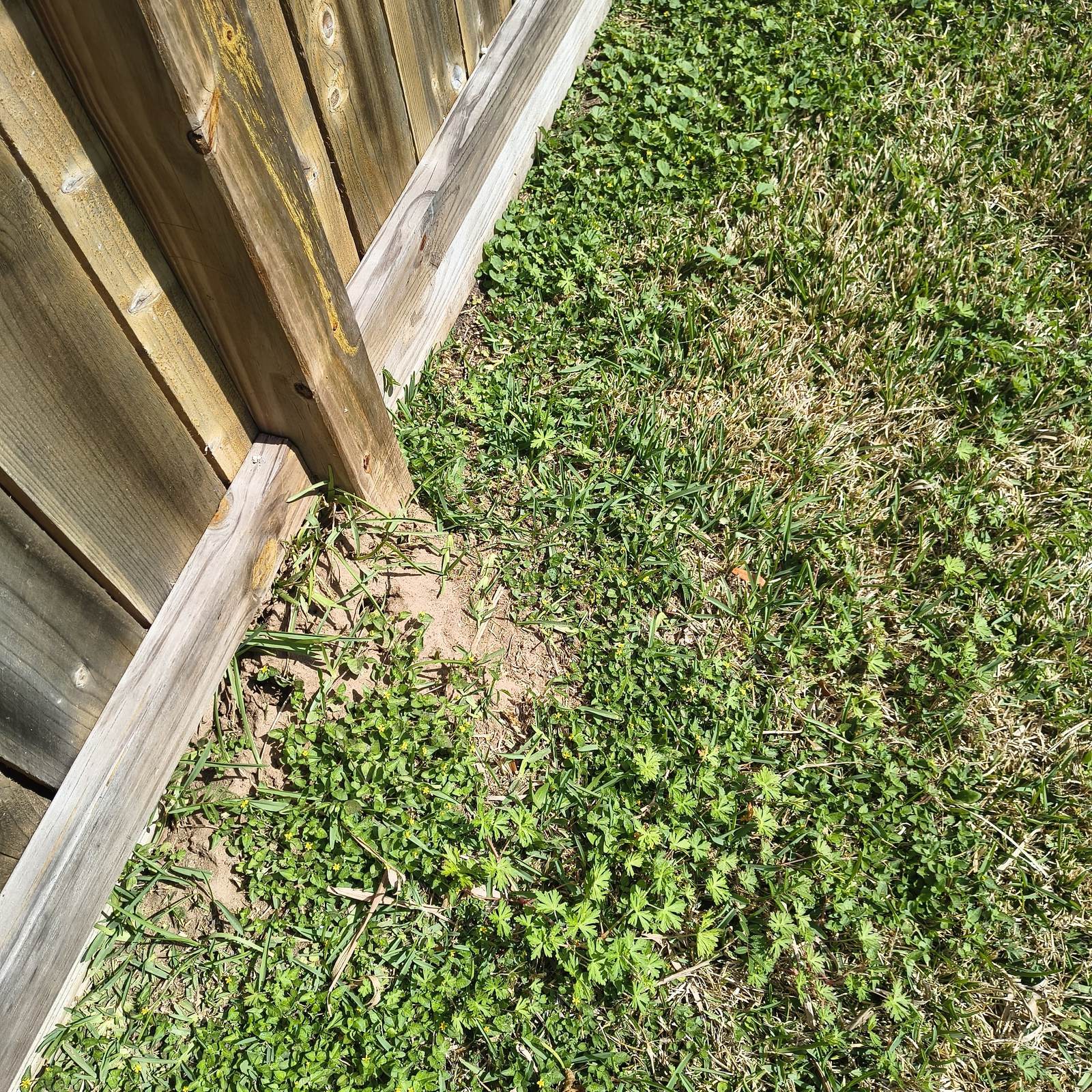 Fire ant mound backyard — Texas Shield Pest Control