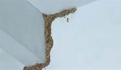 Termites on wall — Texas Shield Pest Control