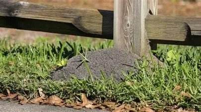 New Fire Ant Mound — Texas Shield Pest Control