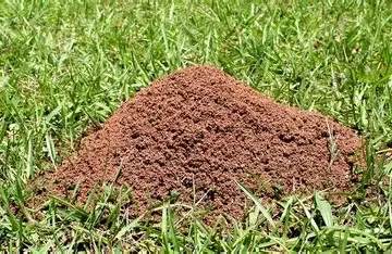 Fire ants — Texas Shield Pest Control