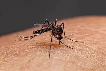 Mosquito pic new — Texas Shield Pest Control