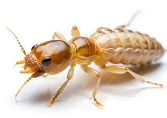 Termites — Texas Shield Pest Control