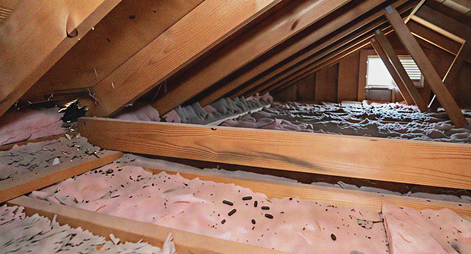 Watermark removed Signs of rats in attic — Texas Shield Pest Control
