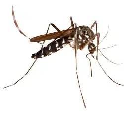 Mosquito pic — Texas Shield Pest Control